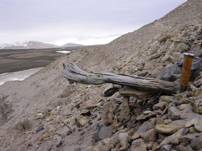 A two million-year-old trunk from a larch tree, still stuck in the permafrost within coastal deposits at the northern tip of Greenland, is seen in this undated handout photograph obtained by Reuters on December 6, 2022.— Reuters