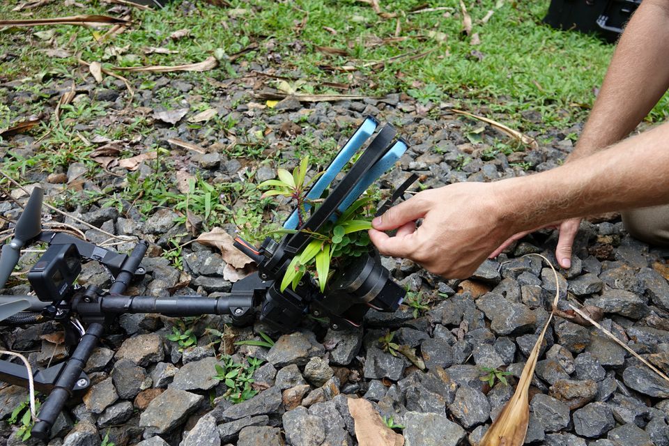 A scientist collects samples of Plantago princeps with a drone and the Mamba (Multi-Use Aerial Manipulator Bidirectionally Actuated) tool in Hawaii, U.S., in this undated handout picture.— Reuters