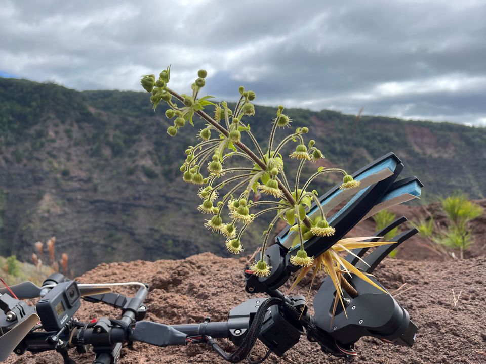 A sample of Wilkesia hobdyi collected with a drone and the Mamba (Multi-Use Aerial Manipulator Bidirectionally Actuated) tool in Hawaii, U.S., in this undated handout picture.— Reuters