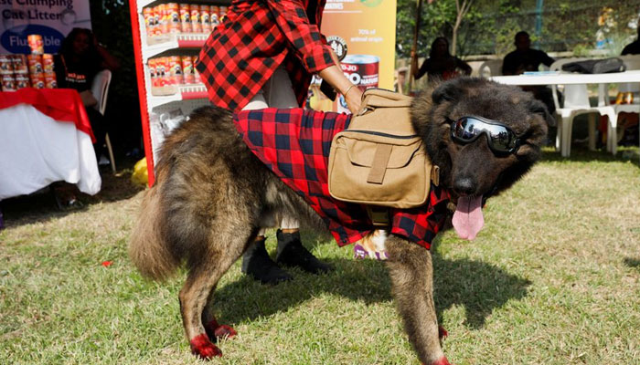 Pasha, a Caucasian Shepherd mix who was crowned Dog of the Year, attends the annual Lagos Dog Carnival, with the theme Splash of colours, in Lagos, Nigeria, December 10, 2022. REUTERS/Temilade Adelaja