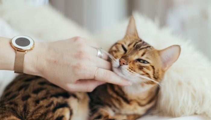 Vaksin alergi kucing ‘segera hadir’