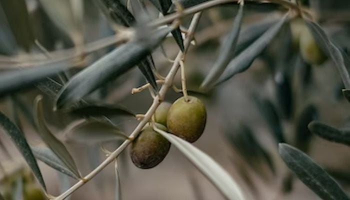 Image shows green olives growing on a plant.— Unsplash