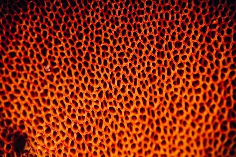 The porous surface on the bottom of a bolete mushroom cap.— Unsplash