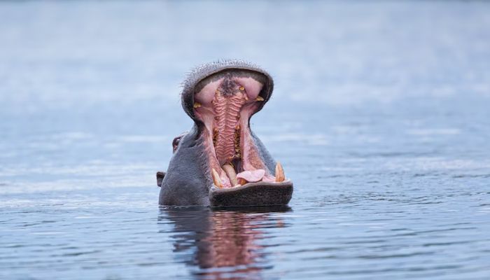 (Representational) Hippopotamus (Hippopotamus amphibius) showing territorial behaviour in Moremi Game Reserve, Botswana. Unsplash