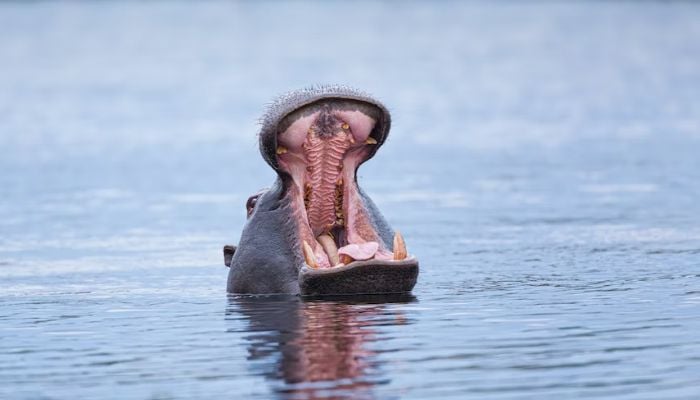 Hippo menelan balita, lalu memuntahkannya hidup-hidup