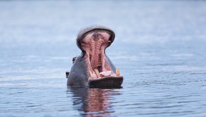 (Representational) Hippopotamus (Hippopotamus amphibius) showing territorial behaviour in Moremi Game Reserve, Botswana. Unsplash