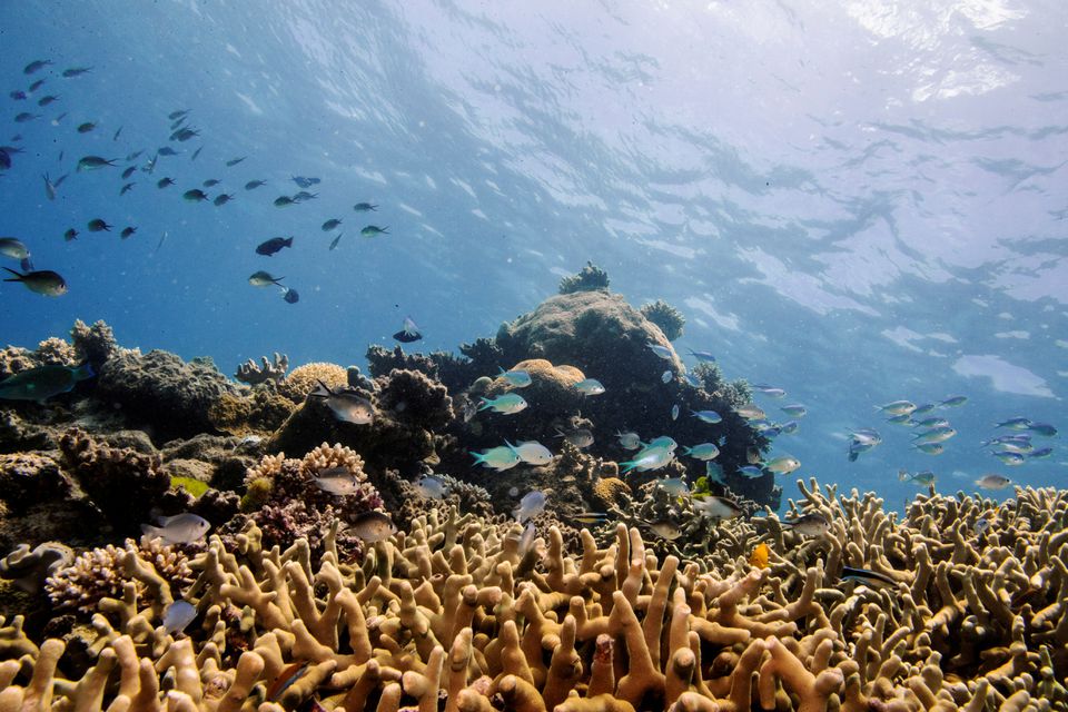 Assorted reef fish swim above a staghorn coral colony as it grows on the Great Barrier Reef off the coast of Cairns, Australia October 25, 2019.— Reuters