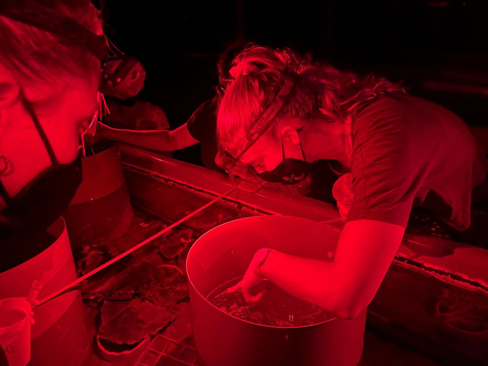 Research volunteers collect coral spawn from Great Barrier Reef coral, at the Australian Institute Of Marine Science, Sea Simulator in Townsville, Australia December 12, 2022.— Reuters