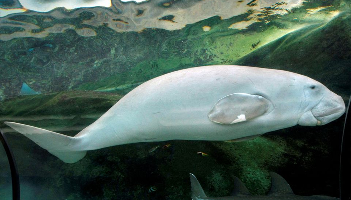 Wuru, a four-year-old female Dugong, swims in her tank at the Sydney Aquarium — REUTERS