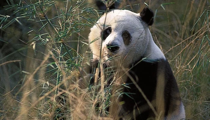 Giant Panda — Britannica