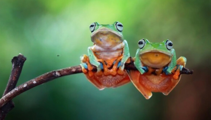 Poison Frog — Naturesavers