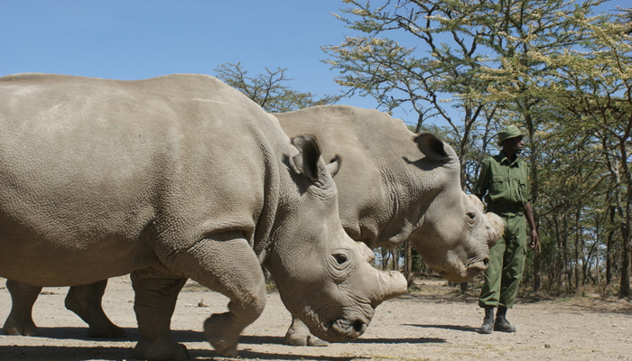 Noterhn White Rhinos — SavetheRhinointernational