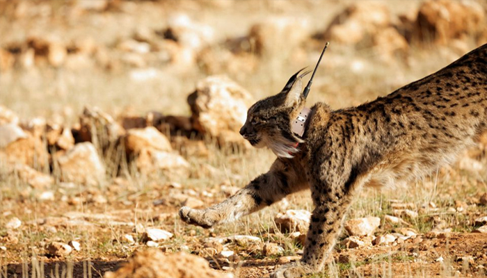 A female Iberian lynx, a feline in danger of extinction — REUTERS