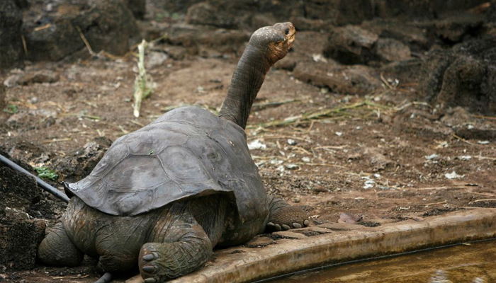 Pinta island tortoise Lonesome George is seen in his shelter at Galapagos National Park in Santa Cruz— REUTERS