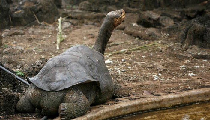 Pinta island tortoise Lonesome George is seen in his shelter at Galapagos National Park in Santa Cruz— REUTERS