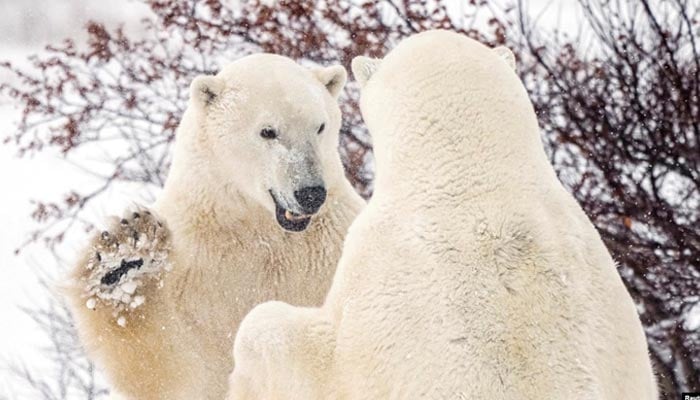 Polar bears spar near the Hudson Bay community of Churchill, Manitoba, Canada, Nov. 20, 2021. — Reuters