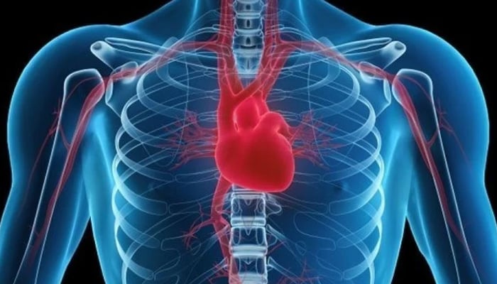 An illustration of the human heart — Reuters