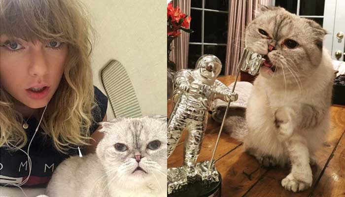 Taylor Swift's Scottish cat Olivia Benson's net worth revealed