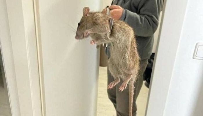 Tikus mutan ‘kebal racun’ sepanjang dua kaki menyerang rumah-rumah di Inggris