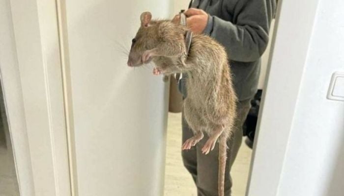 (Representative) A viral image of a man in the UK holding a giant rat somewhere in Topsham Road Tooting, 2021.—  Stephen Joseph Brown/Facebook