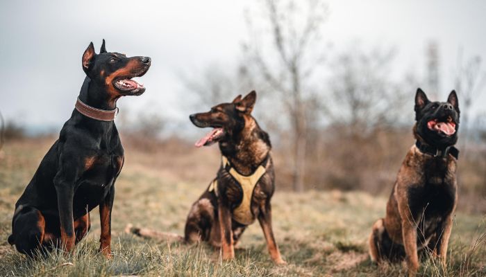 Purebred Dogs Sitting on a Grassy field somewhere in Slovakia.— Pexels