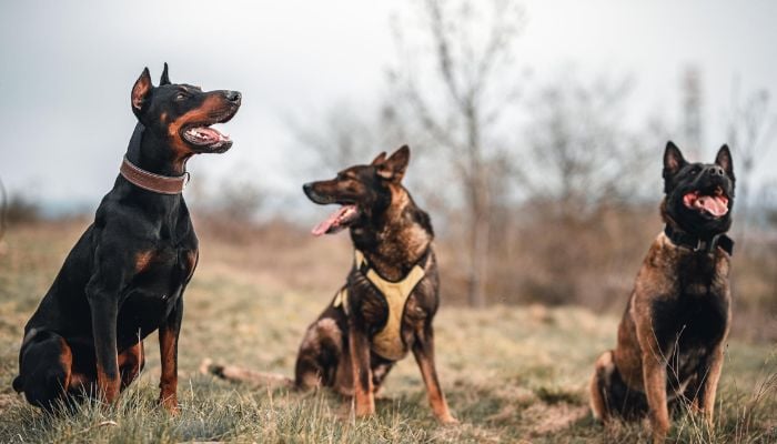 Anjing Trah Duduk di lapangan berumput di suatu tempat di Slovakia.— Pexels