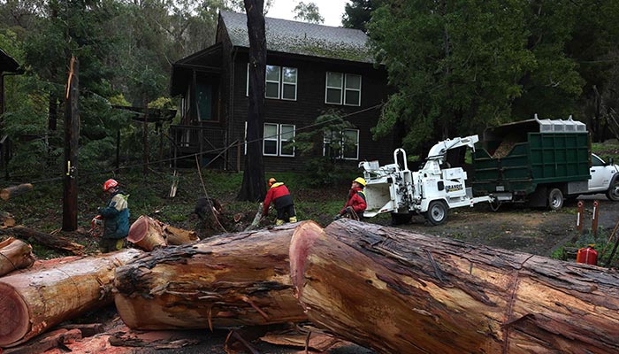 Arborists menebang pohon yang tumbang akibat angin kencang pada 10 Januari 2023 di San Rafael, California.  —AFP