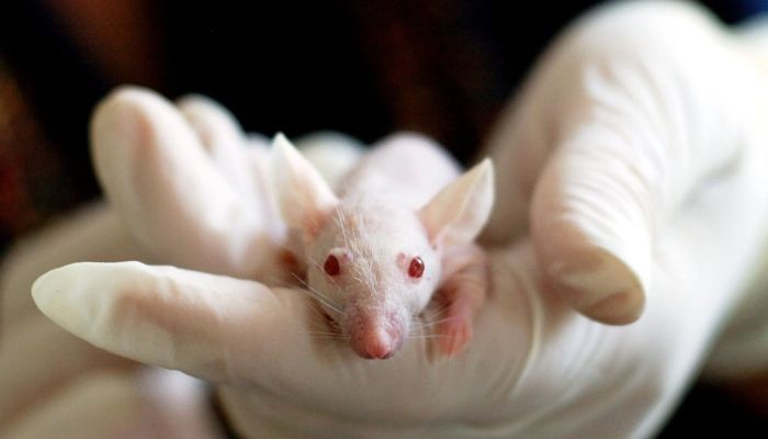 A lab worker holds a white baby mouse in their hands.— Pexels