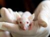 Scientists 'reverse ageing' in mice hoping humans could do the same one day