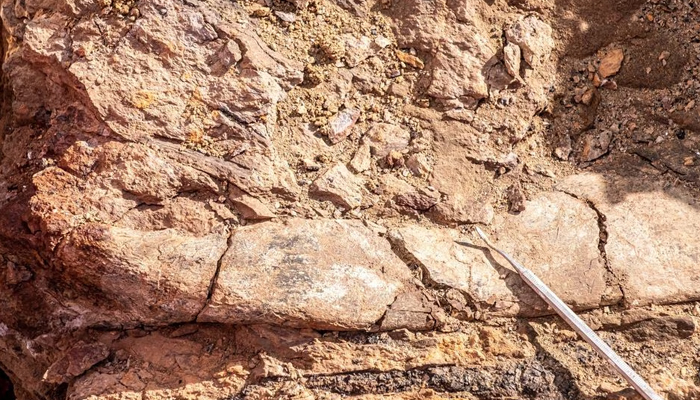 A view of a fossil at the area where scientists discovered megaraptor fossils at Guido hill in the Chilean Patagonia area. —Reuters