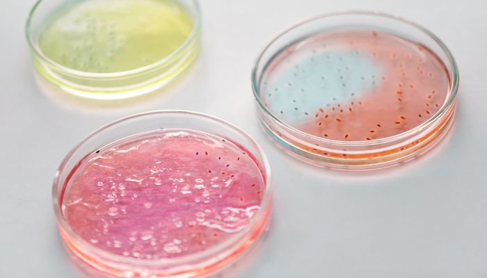 Petri dishes in a lab.— Pexels