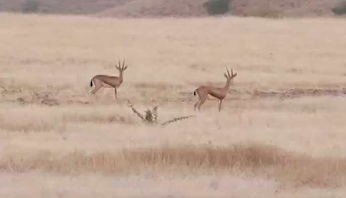 Safari rusa di Dureji.  — Screengrab dari paket video Geo News