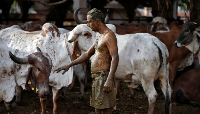 Uddhav Bhatia, a frontline worker, touches a cow after applying cow dung on his body. The coronavirus pandemic has wrought devastation on India, with 22.66 million cases and 246,116 deaths reported so far.— Reuters