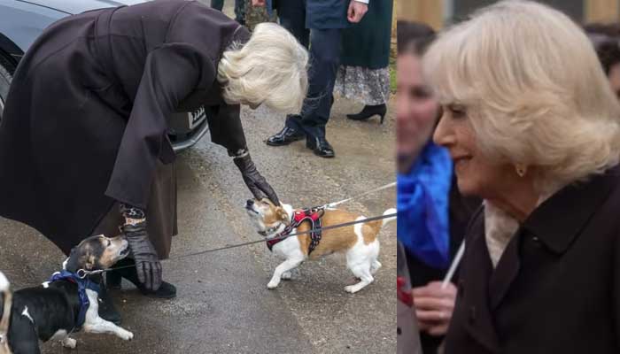 King Charles wife Camilla receives warm welcome as she arrives in Lacock with two rescue dogs