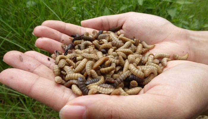 A photograph of a person with a handful of Black Soldier Fly larvae. — Reuters/File