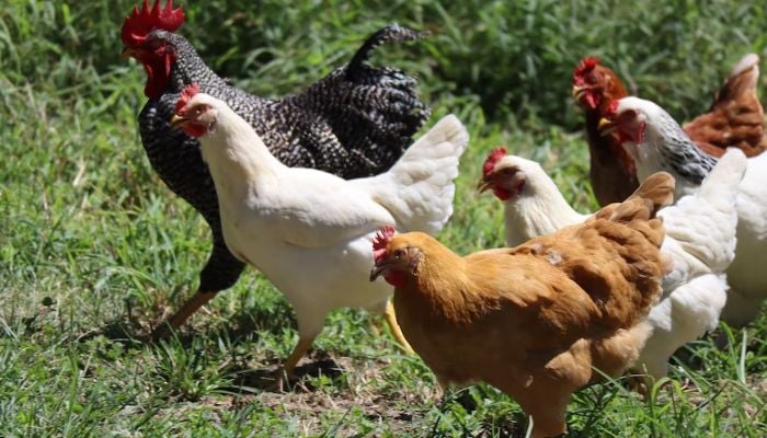 Apakah flu burung mempengaruhi manusia?