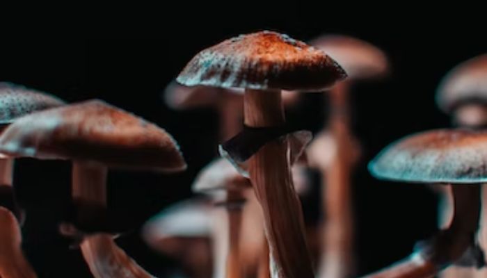 Closeup of some magical mushrooms grown indoor.— Unsplash
