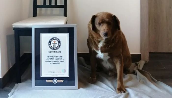 Bobi with his world record certificate.— Guinness World Records
