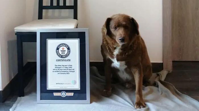 Guinness World Records: Meet Bobi, world's oldest dog ever