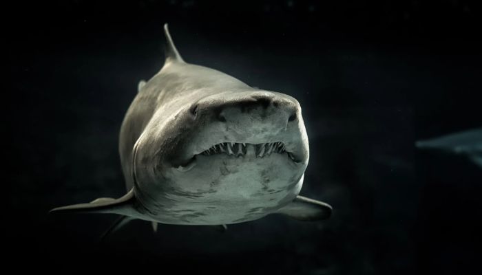 Selective photo of grey shark.— Pexels