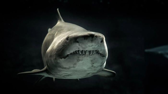 Girl killed in shark attack on Australia's west coast