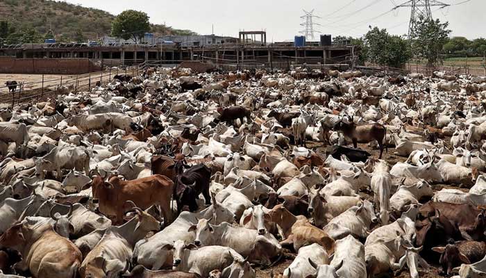 A huge number of cows can be seen in a place in India. — Reuters/File