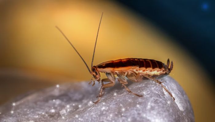 A zoomed in photo of a cockroach.— Unsplash