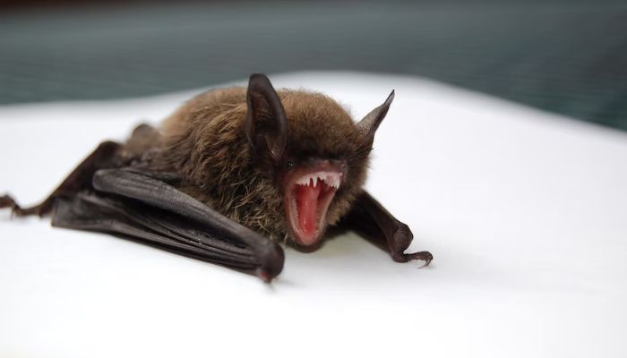 Image shows a bat with its mouth open. — Unsplash