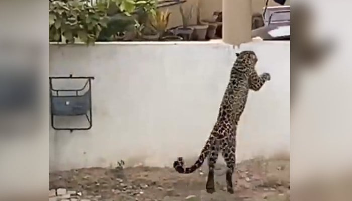 A screengrab taken from a video showing the leopard that had been roaming around a housing society in Islamabad on February 16, 2023. — Twitter/freakonomist5