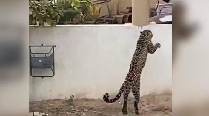 WATCH: Leopard on the loose in Islamabad