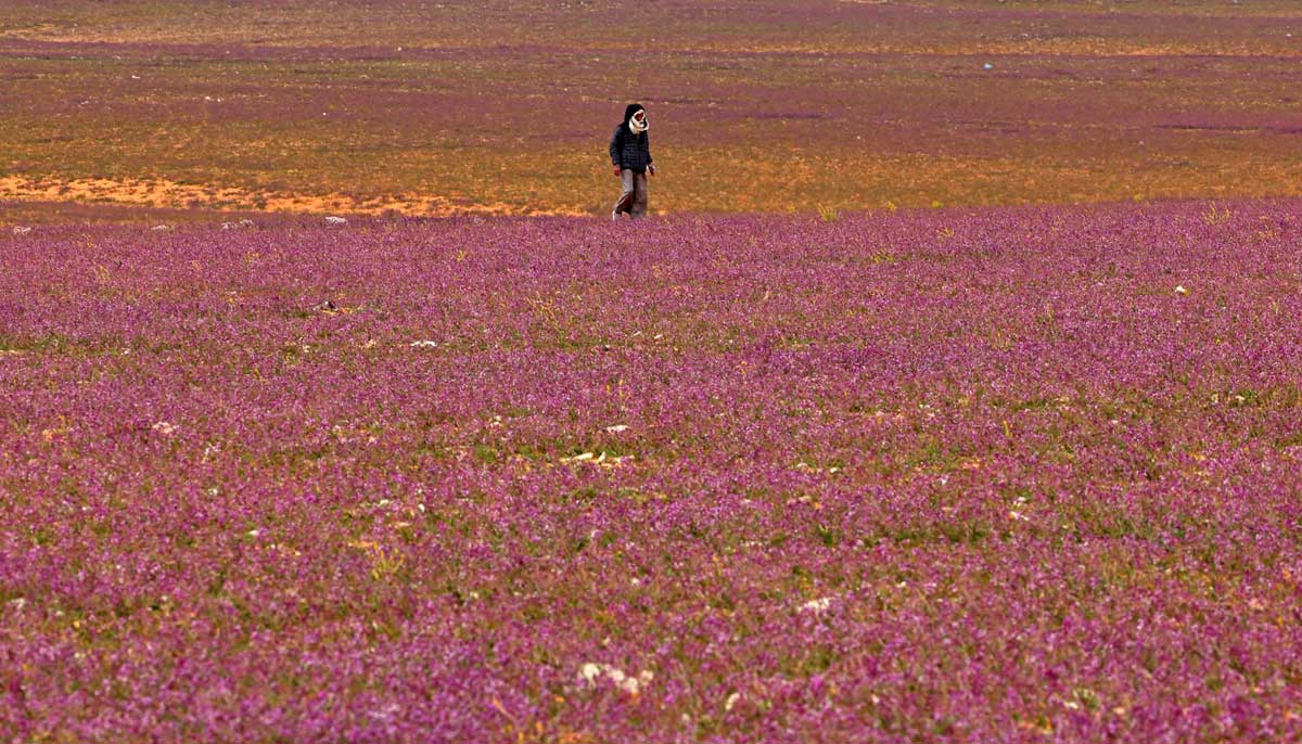 A man walks in the field in Rafha town, on February 13, 2023. — AFP