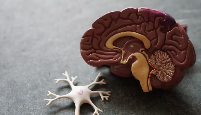 Image shows a 3D model of human brain.— Unsplash