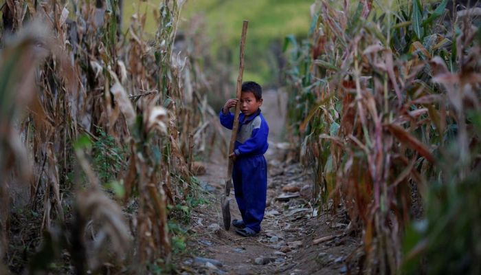 A North Korean boy holds a spade in a corn field in area damaged by floods and typhoons in the Soksa-Ri collective farm in the South Hwanghae province September 29, 2011.— Reuters
