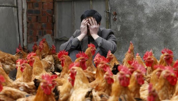 A breeder covers his face as he sits behind his chickens, which according to the breeder are not infected with the H7N9 virus, in Yuxin township, Zhejiang province, April 11, 2013.— Reuters